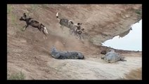 chiens sauvages attaquent un crocodile géant