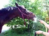 Pferd beim Wasserspiel lustig Wasser