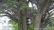Amazing Robots, jumping on Wall and Climbing on Tree.