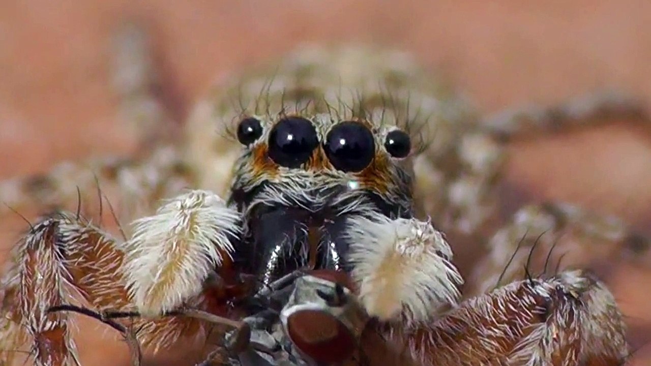 Menemerus semilimbatus
