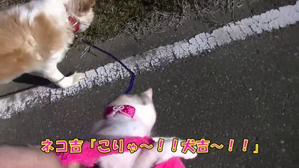 犬猫仲良し散歩♪　（前編）　ネコ吉とメタボな犬吉の旅　【Walk the dog and cat】
