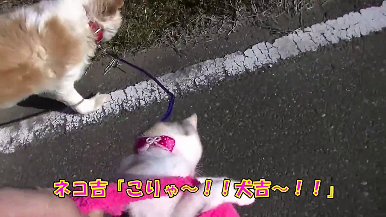 犬猫仲良し散歩♪　（前編）　ネコ吉とメタボな犬吉の旅　【Walk the dog and cat】