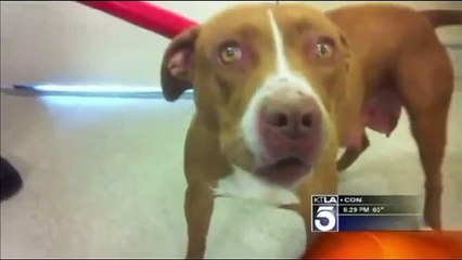 pit bull attack old woman, owner said his pit bull is very friendly dog