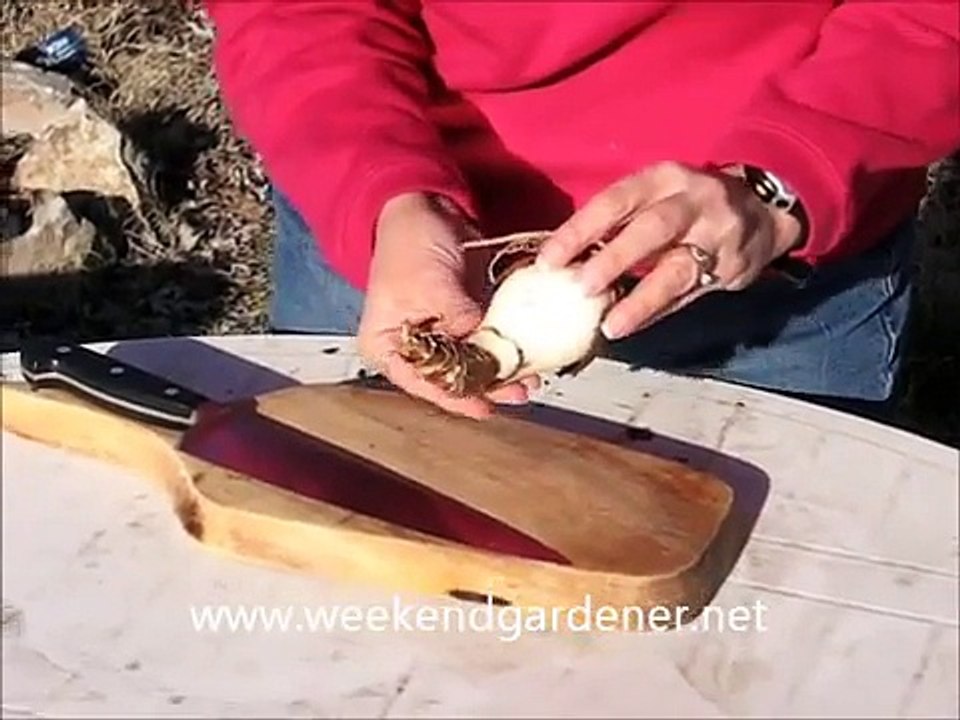 Learn How to Divide an Amaryllis Bulb
