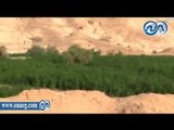 إبادة 12 فدان من نبات القنب وأكثر من ربع طن بانجو وخشخاش بجنوب سيناء