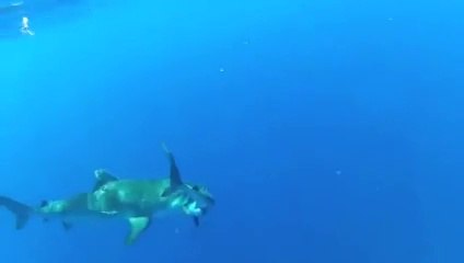 un requin mange un autre requin      (frisson)