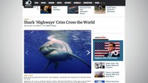 Ocean ‘Highway’ Used By Sharks Being Mapped