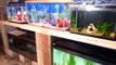 Contest Entry For Mass Aquariums 100/200 Subscriber Contest