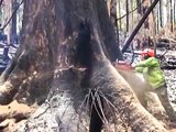 Bush Fires Victoria Australia Big Tree and Tree Felling Take Down by a 3120XP Husky Chainsaw