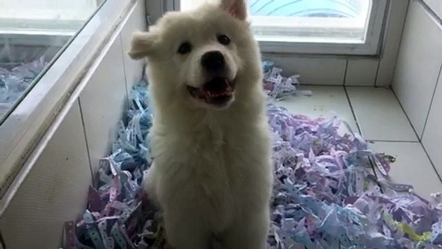IRK STANDARTLARI ÜZERİNDE SAMOYED YAVRUSU