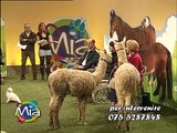 Gli Alpaca ospiti a Mondo Intorno agli Animali MIA