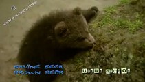 playful brown bear cubs - bruine beer - ursus arctos