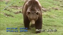 brown bear - bruine beer - ursus arctos #01