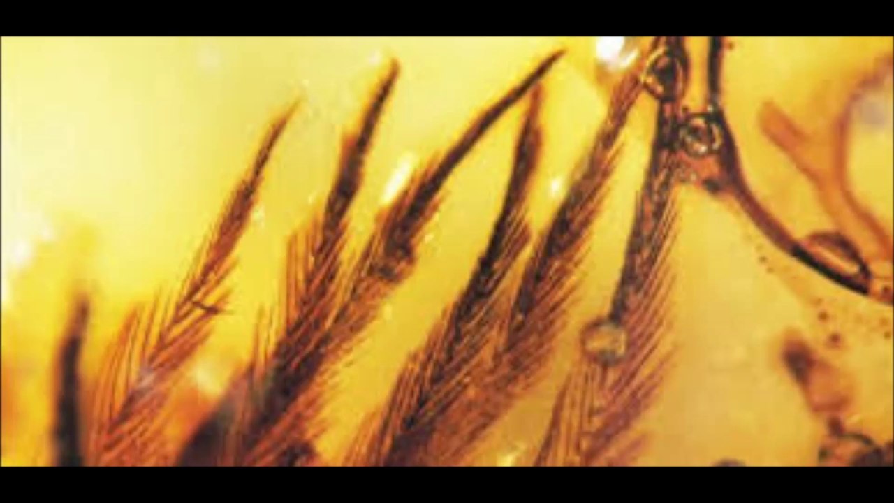 Arcana-A New Amber