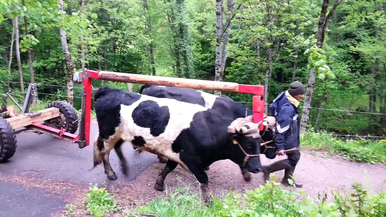 Attelage bovin, Journée technique Soultzeren 2015 chez Philippe Kuhlmann, partie 2