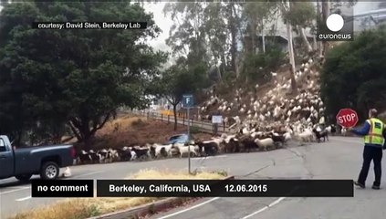 Reduce fire risk with goats