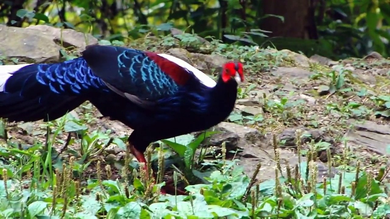 藍腹鷴 Swinhoe's Pheasant - 大雪山