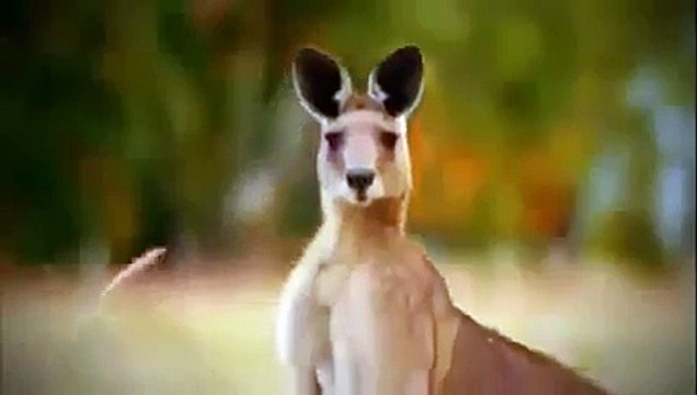 Documentary Film 2015 | Wild Japan Nature, Nat Geo Wild 2015 , National Geographic HD