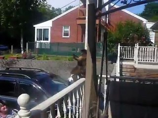 Kayla Capuchin Monkey Reunion with Molly