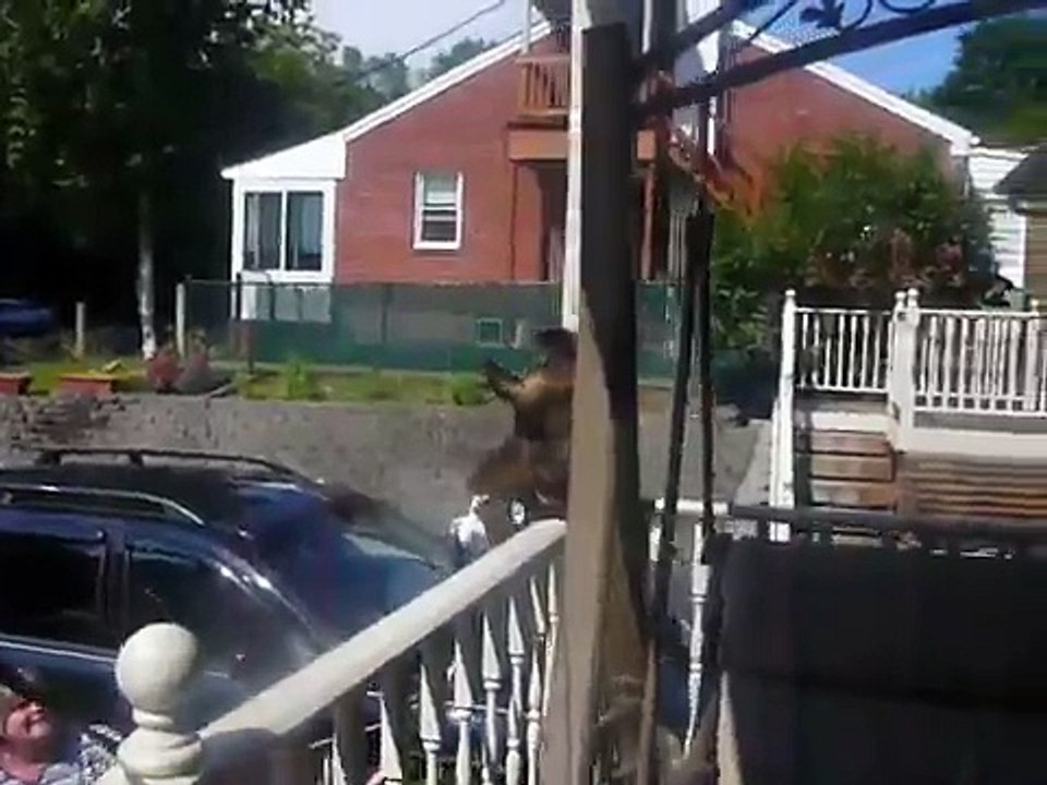 Kayla Capuchin Monkey Reunion with Molly