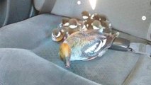 Cab driver gives rescued baby ducks a free ride to the river