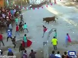 Peru: Six People Get Bones Fractured In Annual Bulls Festivals