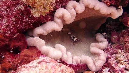 Day 15 shrimp on adhesive anemone