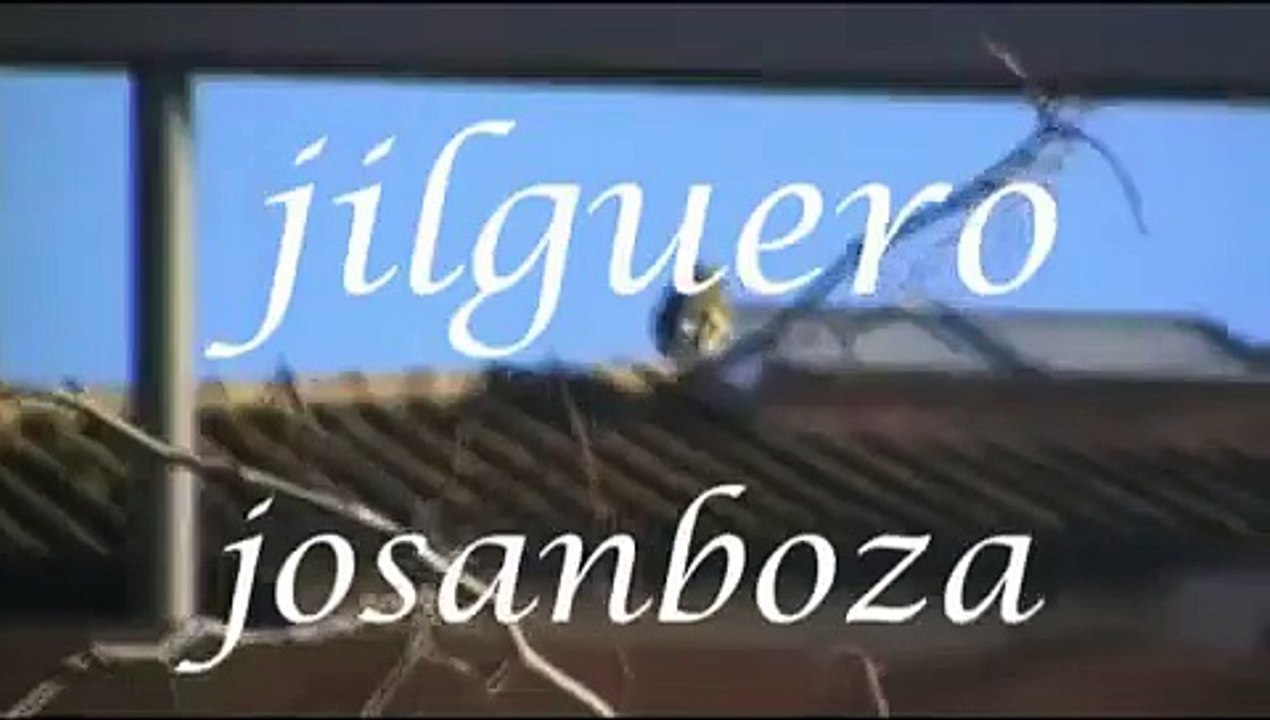 CANTO DE JILGUERO- FINCH SONG