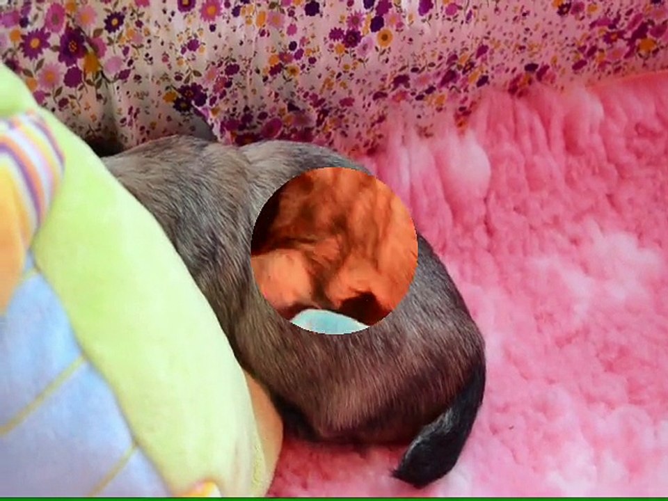 16/06/2015 Les 1ers jeux de Léo, bébé chihuahua de 25 jours