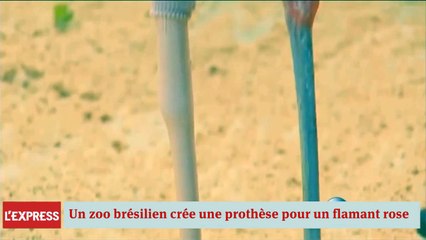 Un flamant rose amputé équipé d'une patte artificielle