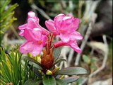 Sofia Vicoveanca - Bucovina mandra floare