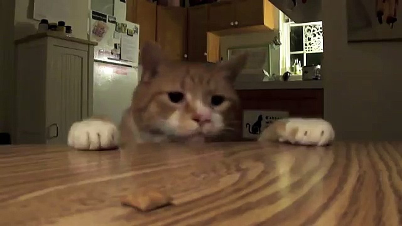 Bert The Cat vs Table TREATS