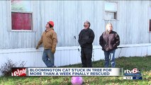 Mittens the cat rescued after nearly a week stuck 70 feet up in Bloomington tree