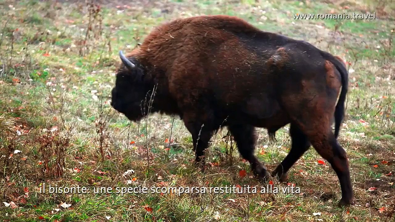 ROMANIA - LA NATURA SELVAGGIA