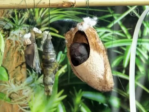 Выставка живых бабочек, ТЦ ДримТаун, Киев, 2010 год