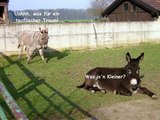 Der Esel-Alptraum / Nightmare of the donkeys