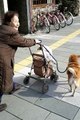 Japanese lady & Akita Dog 