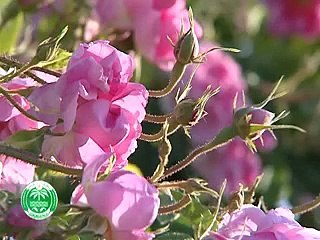 زراعة الورد في الجبل الأخضر - عُمان