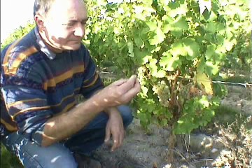 French Country Travel Life White Wine