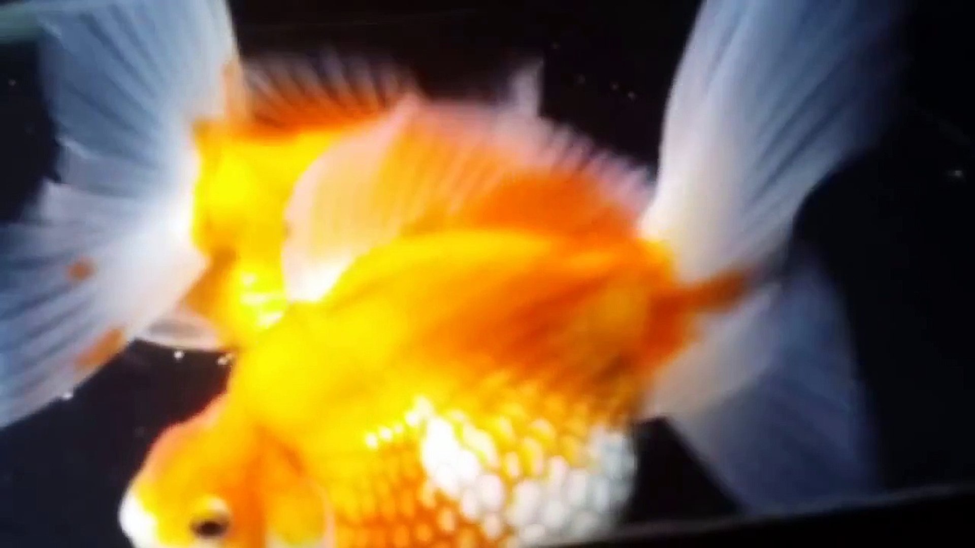 ピンポンパールの育て方 大人気のま るい金魚 上手に飼う ピンポン当歳12 14cm Video Dailymotion