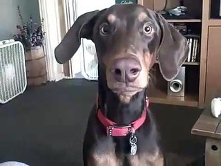 Doberman Puppy Goofing Around