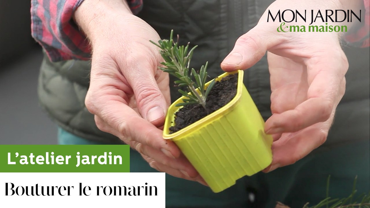 L'atelier jardin : comment bouturer le romarin ?