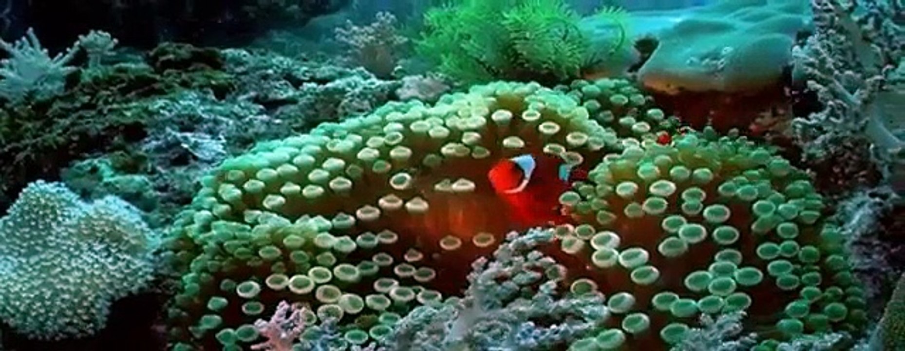 Clown Fish - My animal friends - Animals Documentary -Kids educational Videos