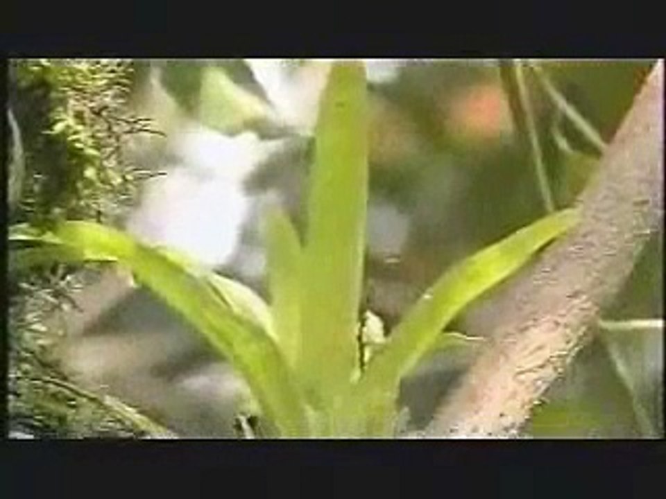 Aldeafeliz en Ecologicamente (2 de 3)