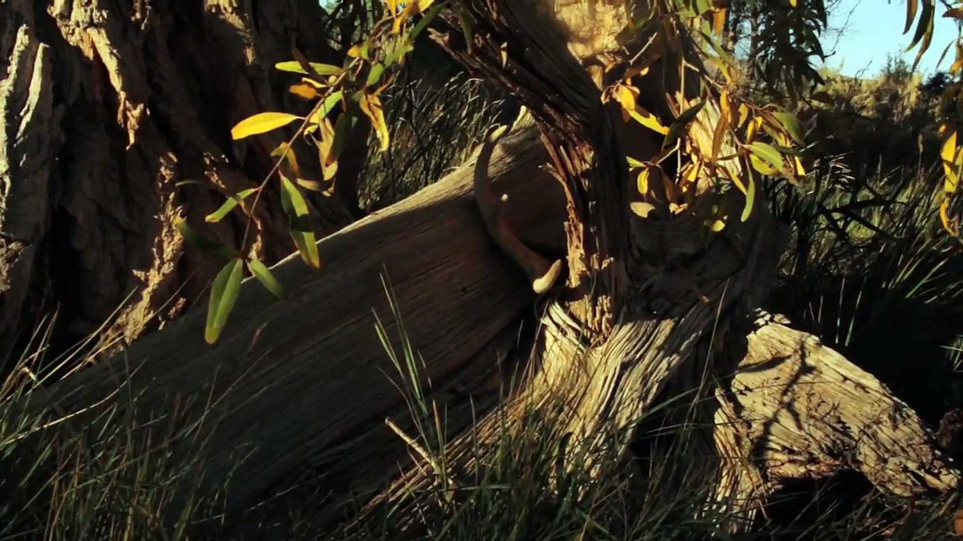 ⁣COUNTRY DEATH SONG: violent femmes (music video/school project)