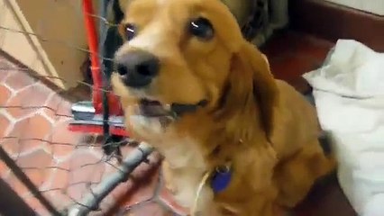 Introducing Priscilla (aka Saffie) the English Cocker girl!