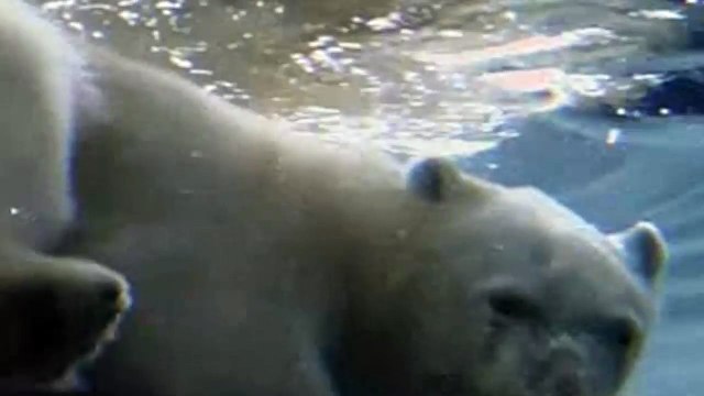 Жизнь полярного медведя.