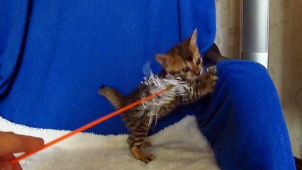 Бенгальская кошечка №2