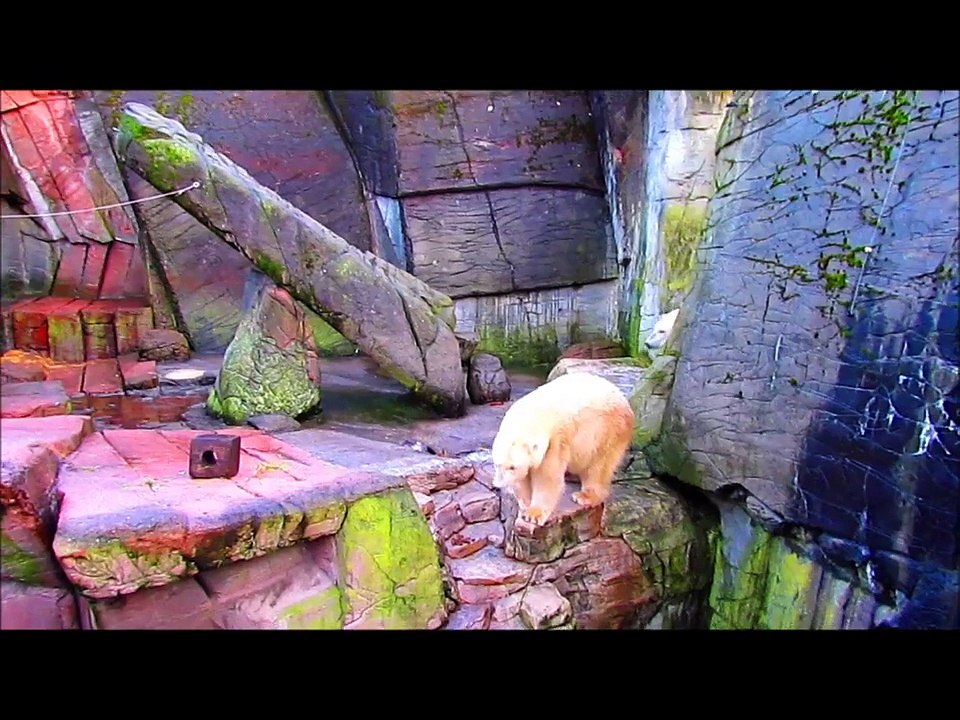 Copenhagen Zoo - Polar Bears 1