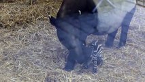 Maleise tapir (Qadira) geboren (06/03/2015) ZOO Antwerpen /  Malayan Tapir Born